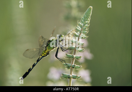 Eastern Pondhawk Erythemis simplicicollis female on American Germander Sinton Texas USA Stock Photo