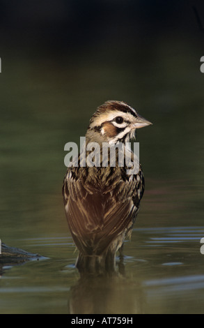 Lark Sparrow Chondestes grammacus adult bathing Willacy County Rio Grande Valley Texas USA April 2004 Stock Photo