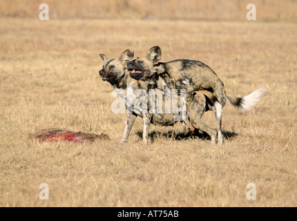 African store dog mating