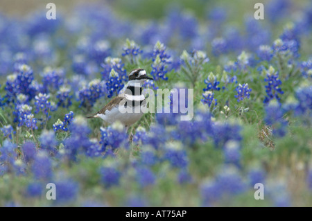 Killdeer Charadrius vociferus adult in Texas Bluebonnets Choke Canyon State Park Texas USA April 2002 Stock Photo