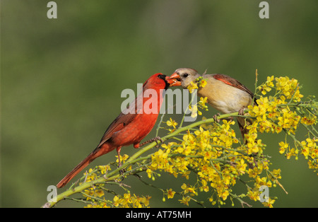 Northern Cardinal Cardinalis cardinalis male feeding female on blooming Paloverde Rio Grande Valley Texas USA Stock Photo