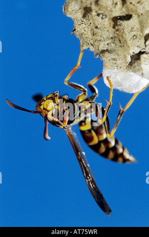 Paper Wasp Polistes sp adult on nest Lake Corpus Christi Texas USA May 2003 Stock Photo