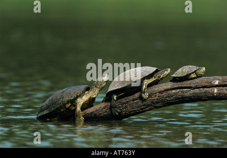 Red-eared Slider Trachemys scripta elegans adult on log sunbathing Willacy County Rio Grande Valley Texas USA April 2004 Stock Photo
