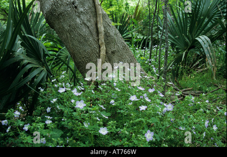 Nemophila phacelioides (Texas baby blue eyes)