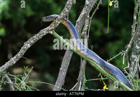 texas indigo snake light blue
