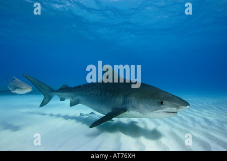 pa0605-D. Tiger Shark, Galeocerdo cuvier. Bahamas, Atlantic Ocean. Photo Copyright Brandon Cole Stock Photo