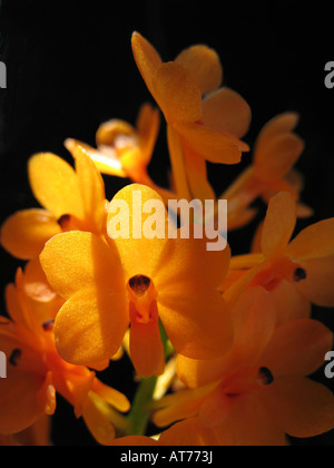 Ascocentrum miniatum 'Kai Gold'. Yellow orchids Stock Photo