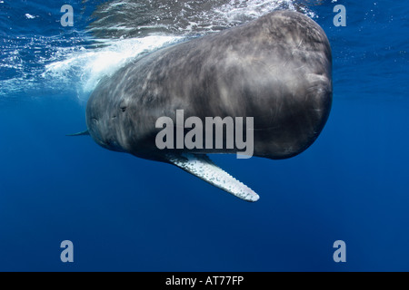 nf0240-D. Sperm Whale, Physeter macrocephalus, underwater, opening mouth. Photo Copyright Brandon Cole Stock Photo