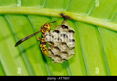 Paper Wasp Polistes sp adult on nest under Palm Frond Rio Grande Valley Texas USA Stock Photo