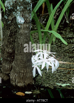Swamp Lily Crinum americanum blooming Everglades National Park Florida USA Dezember 1998 Stock Photo