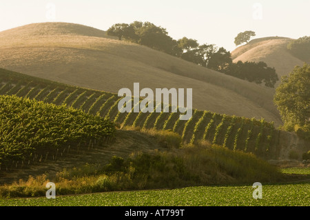 Talley Vineyards Arroyo Grande California Stock Photo