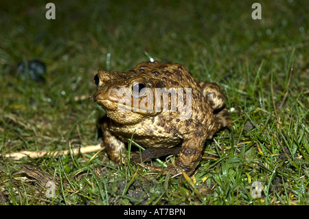 Common Toad on its way to mate and spawn Stock Photo - Alamy