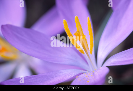 Crocus spring flowers Crocuses C tommasinianus Whitewell Purple early spring flowering dwarf bulbous plants UK Stock Photo