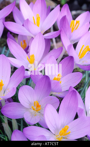 Crocus spring flowers Crocuses C tommasinianus Whitewell Purple early spring flowering dwarf bulbous plants UK Stock Photo