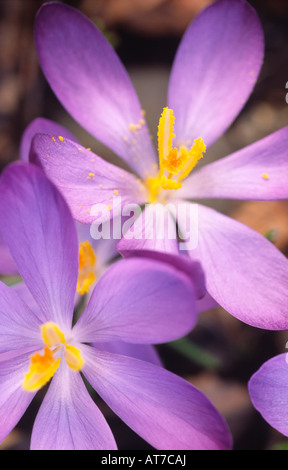 Crocus spring flowers Crocuses C tommasinianus Whitewell Purple early spring flowering dwarf bulbous plants UK Stock Photo