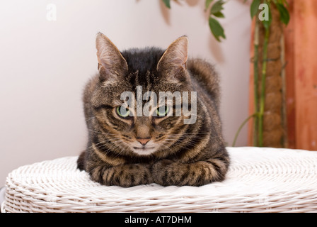 A large adult male Mackerel tabby cat (Felis catus) sitting on white wicker table and looking at the camera Stock Photo