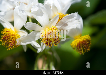 African Hemp, Rumslind (Sparrmannia africana) Stock Photo