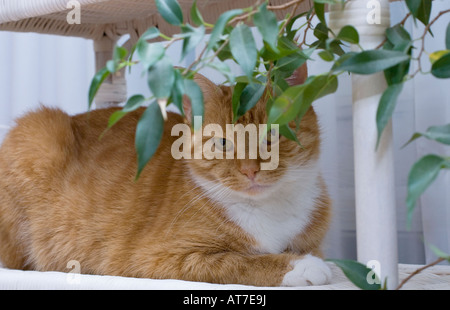 Adult Ginger cat (Felis catus) lying down under table and plant and making eye contact with the camera Stock Photo
