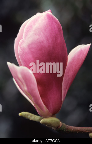 Magnolia x soulangeana Lennei Stock Photo