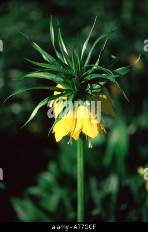 Crown Imperial Fritillaria imperialis Lutea Close up of single flower head Stock Photo