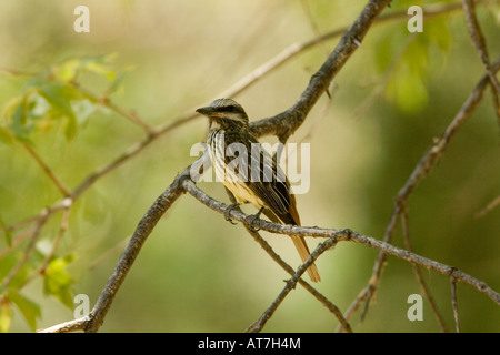 Sulphur-bellied Flycatcher Myiodynastes luteiventris perched Stock Photo