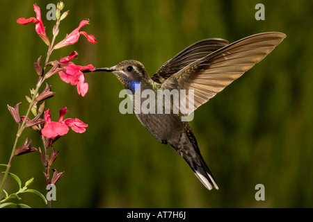 Blue-throated Hummingbird male Lampornis clemenciae feeding at Salvia greggii Stock Photo