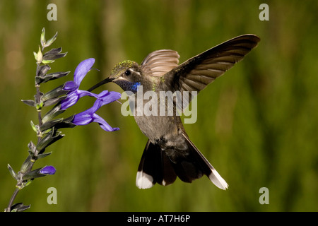 Blue-throated Hummingbird male Lampornis clemenciae feeding at Salvia guaranitica Stock Photo