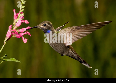 Blue-throated Hummingbird male Lampornis clemenciae feeding at Salvia sp Stock Photo