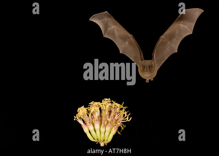 Nectar bat Mexican Long-tongued Bat Choeronycteris mexicana feeding at agave flowers Stock Photo