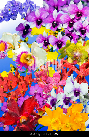 mixed ORCHIDS plants  Cattleya Orchid Orchidgarden orchid garden red pink yellow green blue on plain blue background art work Stock Photo