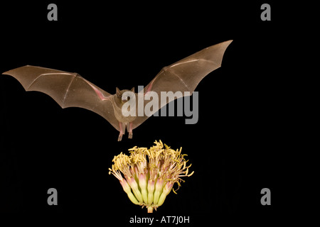 Nectar bat Lesser Long-nosed Bat Leptonycteris curasoae feeding at agave flowers Stock Photo