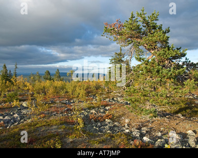 stones and pines on fell in Äkaslompolo Lapland Finland Stock Photo