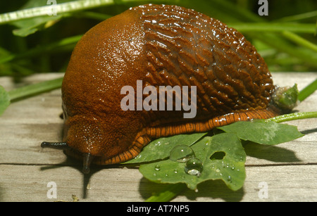Spanish Slug Close up Garden Europe, Lusitanian slug (Arion vulgaris, Arion lusitanicus), on wooden trunk eats leave Stock Photo