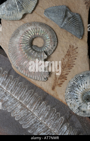 Collection of fossils, including seed fern, ammonites, and brachiopods. Stock Photo