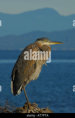 A resting blue heron near Vancouver, British Columbia, Canada Stock Photo