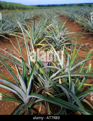 Pineapple plantation, Guadeloupe, French West Indies Stock Photo
