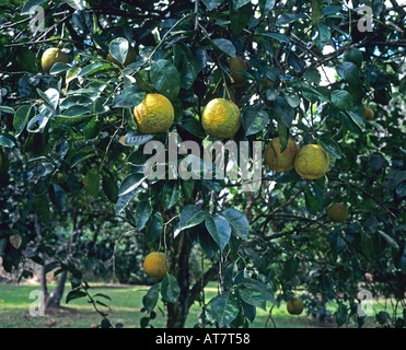 Grapefruits growing on tree, Guadeloupe, French West Indies Stock Photo