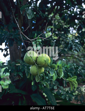 Grapefruits growing on tree, Guadeloupe, French West Indies Stock Photo