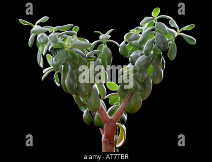 Jade plant, Crassula ovata Stock Photo