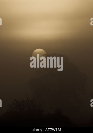 The sun rising behind trees on a frosty misty morning in winter, Warwickshire, England, UK Stock Photo
