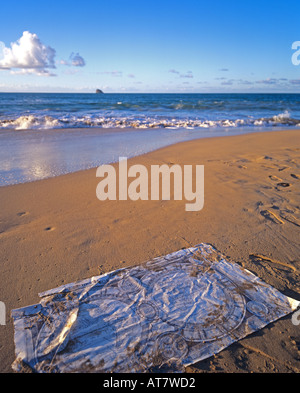 Ancient planisphere map on beach, Guadeloupe, French West Indies Stock Photo