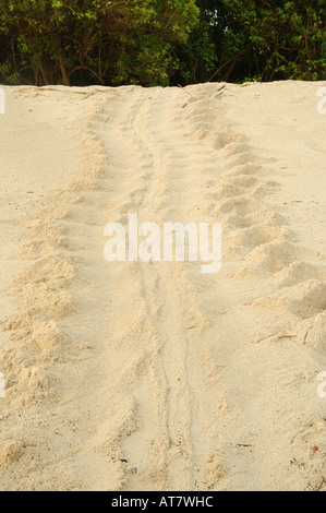 Green Turtle tracks in the sand on Pulau Selingan (Turtle Island) Sabah, Borneo Stock Photo