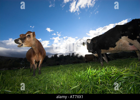 Farming agriculture dairy farming Eastern Cape South Africa Stock Photo