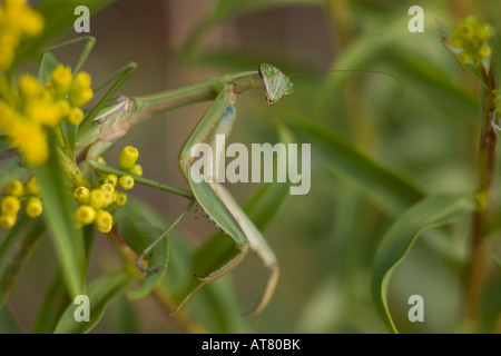Chinese Mantid Tenodera aridifolia sinensis Stock Photo