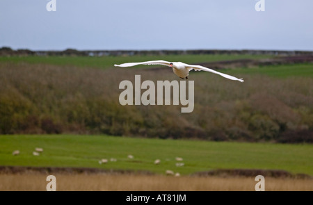 Mute Swan (cygnus olor) in Flight, Abbotsbury Swannery, Dorset, England Stock Photo