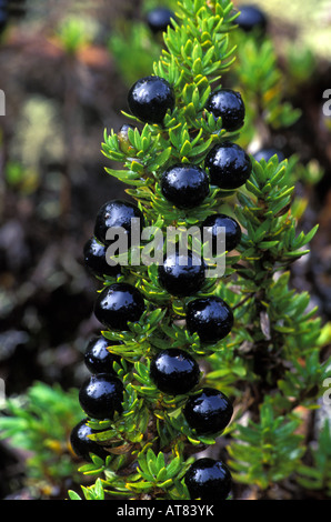 Native kukai nene plant with berries Stock Photo