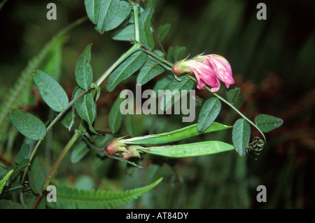 Endangered hawaiian vetch or hawaiian wild broadbean, (vicia menziesii). It is a perennial vine that climbs over low vegetation. Stock Photo