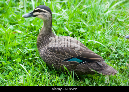 Black Pacific Duck Stock Photo