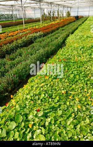 Growing edible flowers for restaurants in a greenhouse. Stock Photo