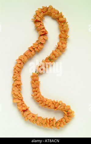 Ilima lei on white background Stock Photo